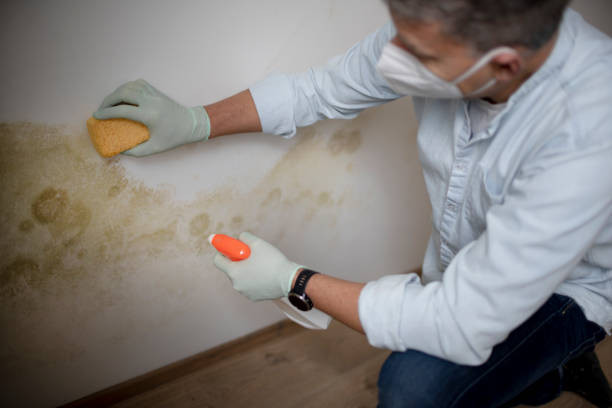 Best White Mold Remediation in Santa Fe, NM