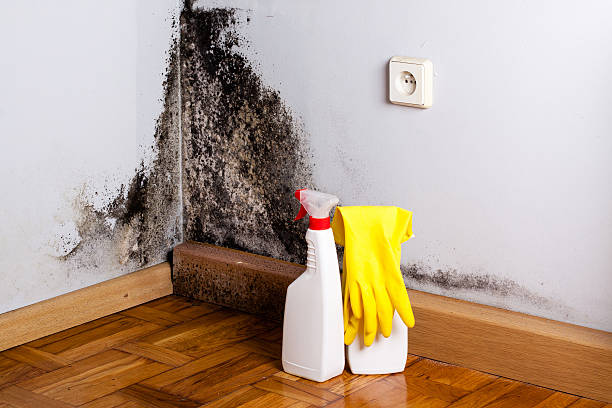Best Kitchen Mold Remediation in Santa Fe, NM