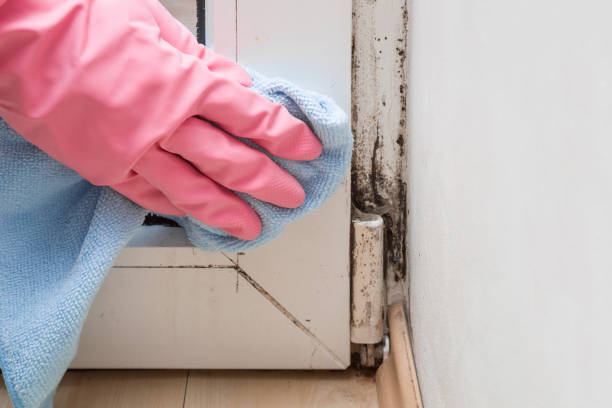 Best Basement Mold Remediation in Santa Fe, NM