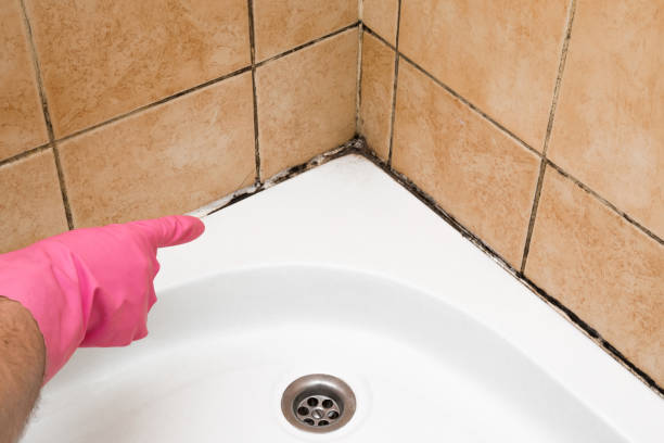 Best Post-Flood Mold Remediation in Santa Fe, NM
